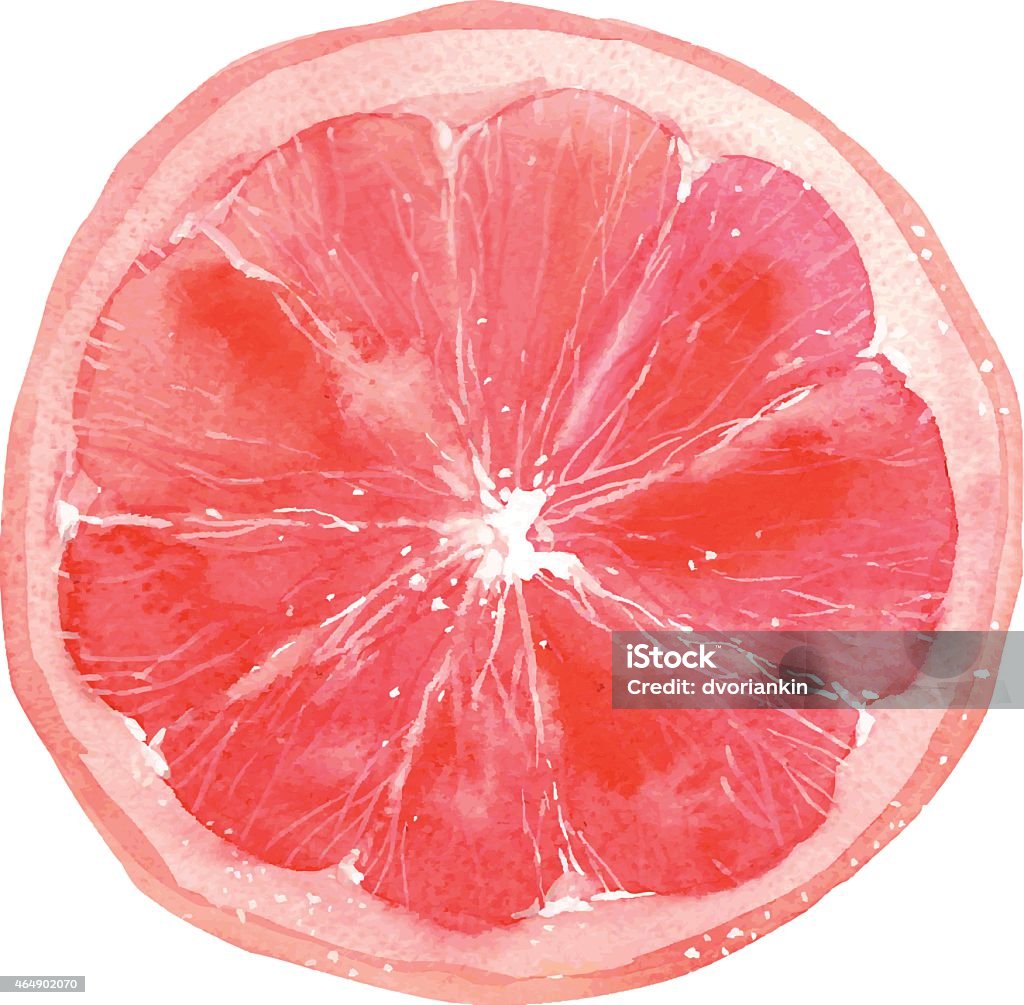 grapefruit slice of grapefruit drawing by watercolor, hand drawn vector illustration Grapefruit stock vector