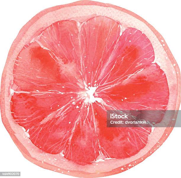 Grapefruit Stock Illustration - Download Image Now - Grapefruit, Watercolor Painting, Vector