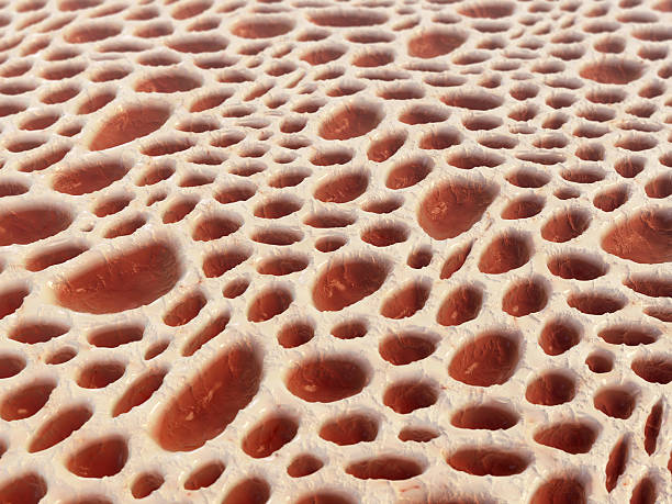 Bone tissue structure Bone interior structure. Close-up of spongy bone and red bone marrow. magnification high scale magnification scientific micrograph cell stock pictures, royalty-free photos & images