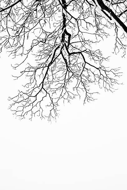 istock Frozen snowy trees and branches in freezing winter landscape 464902598