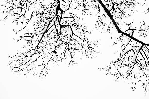istock Frozen snowy trees and branches in freezing winter landscape 464902602