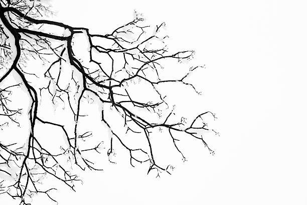 istock Frozen snowy trees and branches in freezing winter landscape 464905434