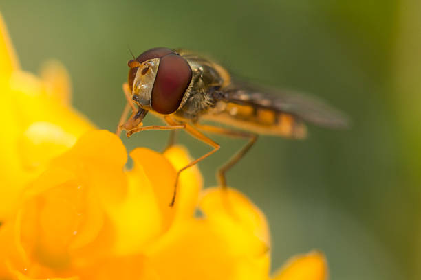 dittero sirfide su un fiore giallo. - insect fly animal eye single flower foto e immagini stock