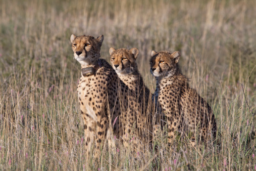 Collared Cheetah mother with two cubs 
