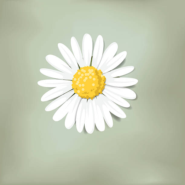 illustrations, cliparts, dessins animés et icônes de une marguerite sur fond vert (aime me m'aime pas) - white daisy