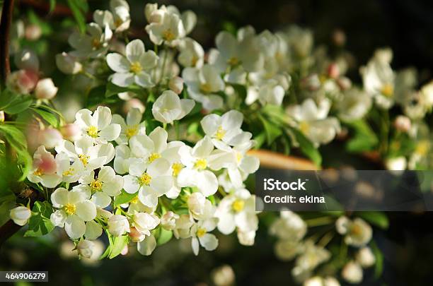 Spring - Fotografias de stock e mais imagens de Amontoar - Amontoar, Ao Ar Livre, Arbusto