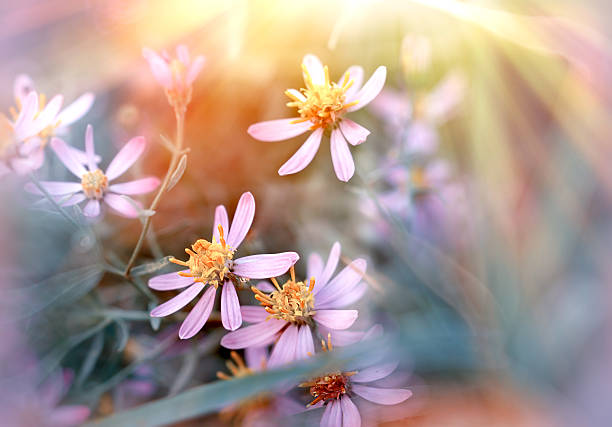 istock Meadow flowers - purple flowers 464906334