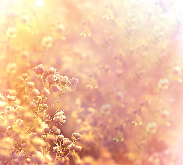 istock Sunset in meadow of flower daisy 464906344