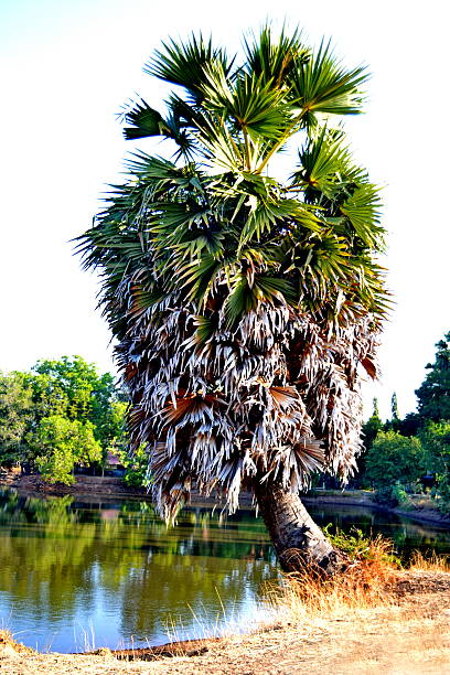 istock Borassus flabellifer, Asian Palmyra palm 464907134