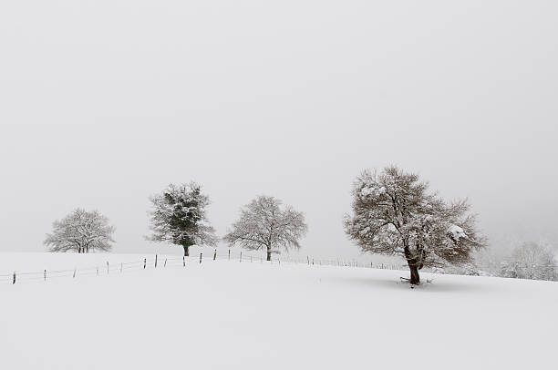 istock Fenced fields and trees in winter landscape, covered by snow 464907184