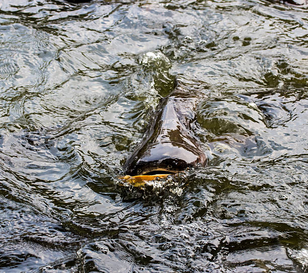 istock Sutchi catfish ( Iridescent shark, Striped catfish ) eating brea 464907642