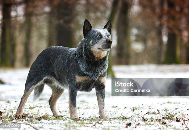 Pretty Australian Cattle Dog Shepherd Puppy Is In Snowy Spring Stock Photo - Download Image Now