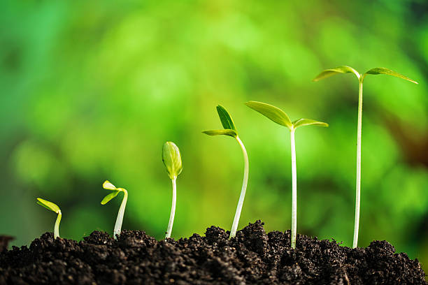 istock Plant-New life 464910780