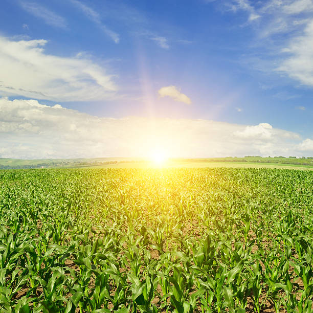 istock Sun rising over an expansive cornfield on the horizon line 464910998