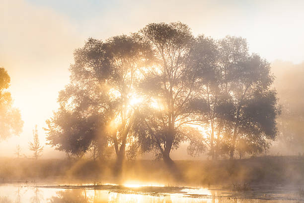 istock Misty Solar Dawn near the river Seversky Donets 464911402