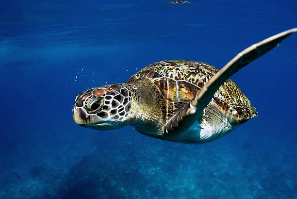 istock Green turtle at sea surface, Similan, Thailand 464912107