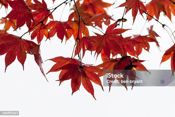 Folhas De Outono - Fotografias de stock e mais imagens de Amarelo - Amarelo, Ao Ar Livre, Beleza natural