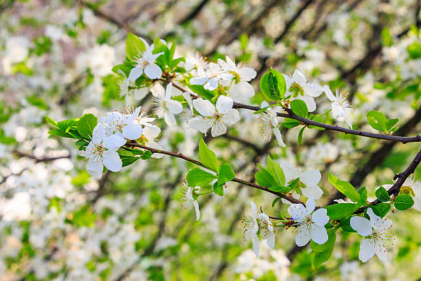 istock flowers of apple tree on a grass 464916839