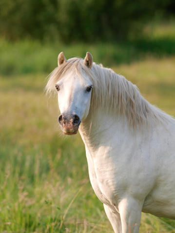 A head shot of a  beautiful grey stallion