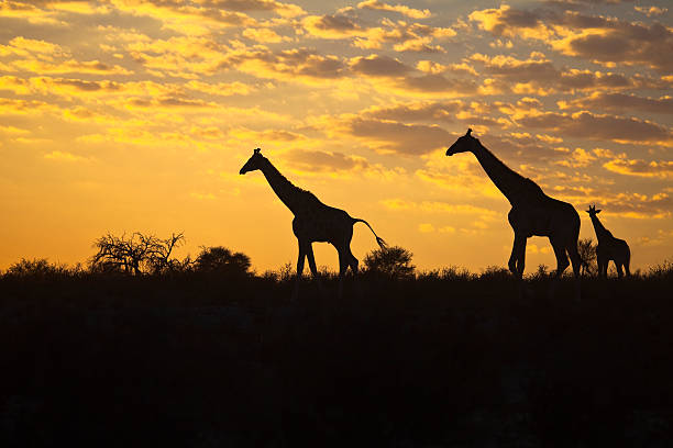 istock Giraffe silhouettes against a cloudy sunrise 464917227