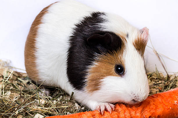 istock Guinea pig with a carrot. 464918893