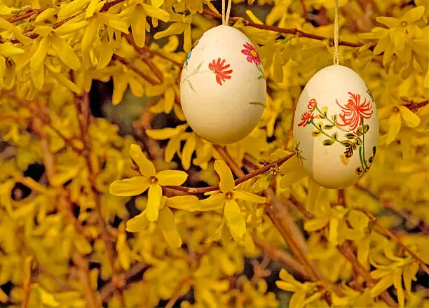 flowering forsytihe and Easter egg