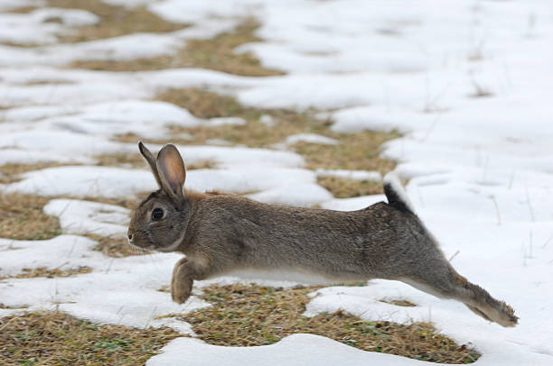 Snowy Rabbit Run 1,500+ Rabbit Run Photos Stock Photos, Pictures & Royalty-Free Images ...