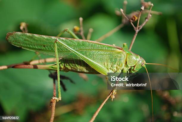 Great Geupferd Stock Photo - Download Image Now - 2015, Animal, Close-up