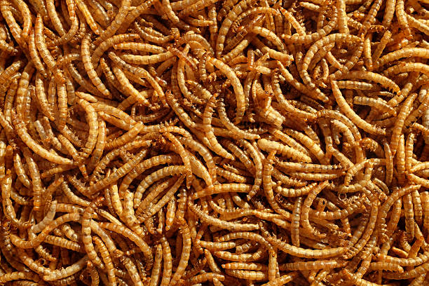 Pila de mealworms seca - foto de stock