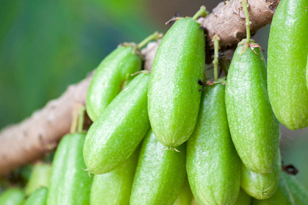 istock Averrhoa Bilimbi Fruit Close up 464921732