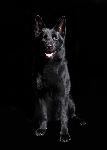 a young Shepherd Dog sitting in front of black background, studio portrait