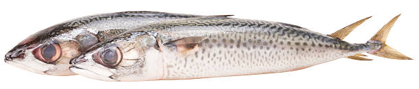 istock Fresh mackerel fishes. isolated on white background. 464921858