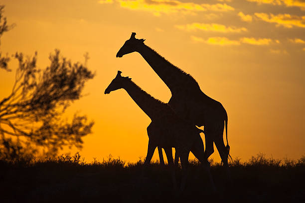istock Girraffes silhouetted against sunrise sky 464922667