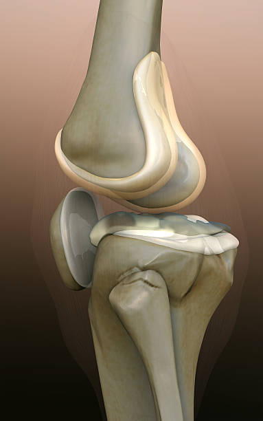 osso, ginocchio umano - human bone forensic science medical scan morphology foto e immagini stock