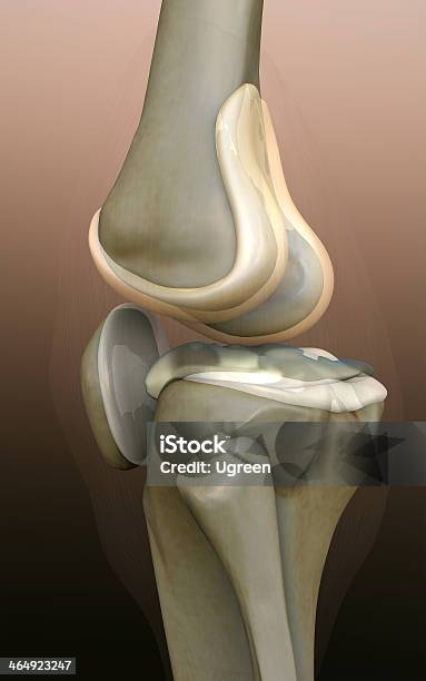 骨人間の膝 - 3Dのストックフォトや画像を多数ご用意 - 3D, 3Dスキャン, X線撮影