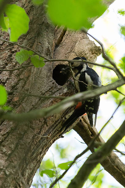 Spotted Woodpecker Tree A spotted woodpecker feeds its young at the entrance of the nesting cave aufzucht stock pictures, royalty-free photos & images