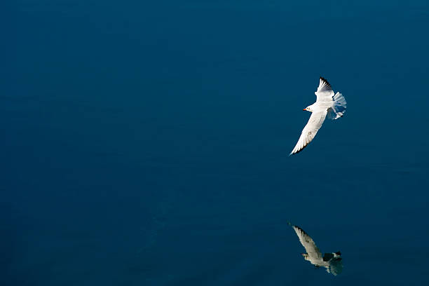 istock Gull in flight over the river with reflection on water. 464924956
