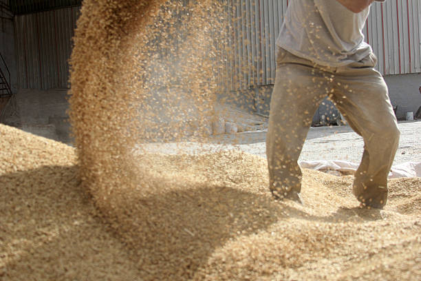 l'alimentation animaux - mammifère ongulé photos et images de collection