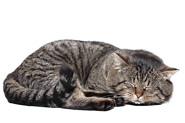 istock Gray striped cat sleeping on a white background. Isolated. 464928386