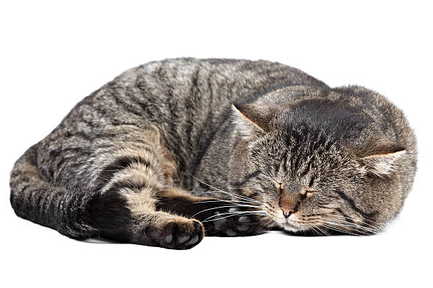 istock Gray striped cat sleeping on a white background. Isolated. 464928392
