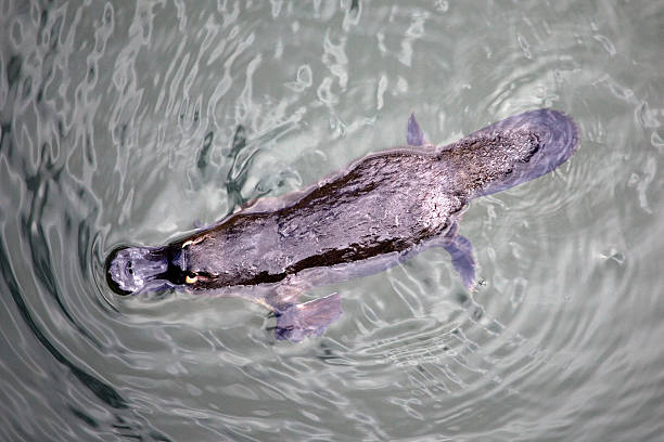 platypus Platypus in Eungella National Park in Australia duck billed platypus stock pictures, royalty-free photos & images