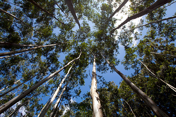 sensação de pequenas - treetop tree sky blue imagens e fotografias de stock