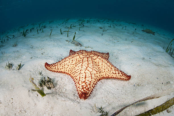 istock Starfish in Caribbean Sea 464930886