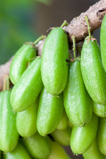 istock Averrhoa Bilimbi Fruit 464931124