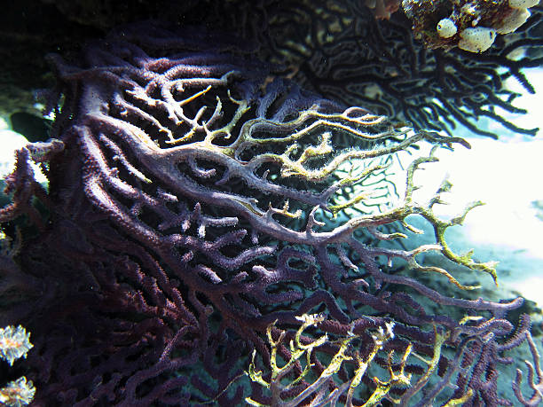 Purple sea fan coral A big purple sea fan coral hanging down, Red Sea coral gorgonian coral hydra reef stock pictures, royalty-free photos & images