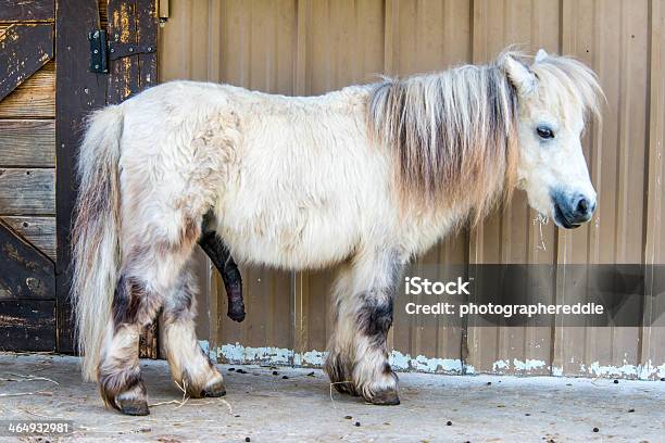 Foto de Branco Pônei Das Ilhas Shetland e mais fotos de stock de Pênis - Pênis, Cavalo - Família do cavalo, Grande