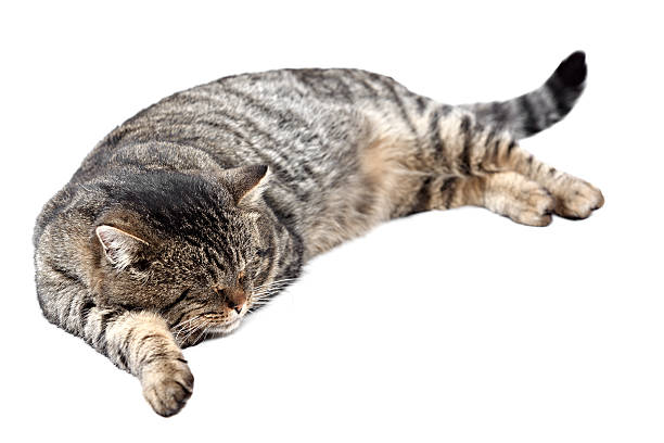 istock Gray striped cat sleeping on a white background. Isolated. 464934092