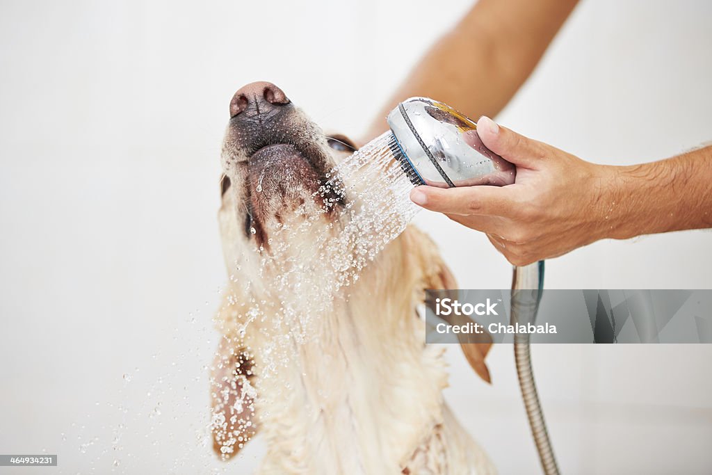 Hands holding a shower nozzle and washing a dog Labrador retriever is taking a shower at home. Dog Stock Photo