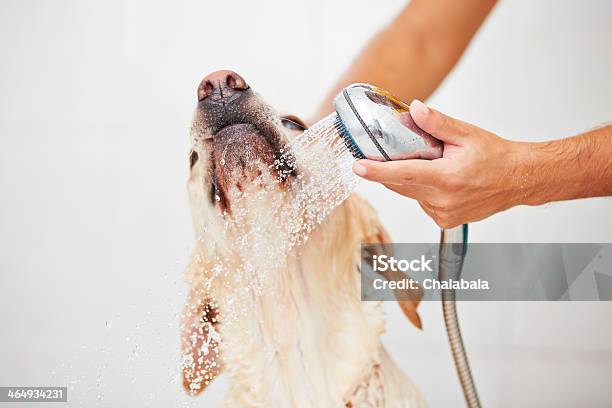 Hands Holding A Shower Nozzle And Washing A Dog Stock Photo - Download Image Now - Dog, Bathtub, Washing