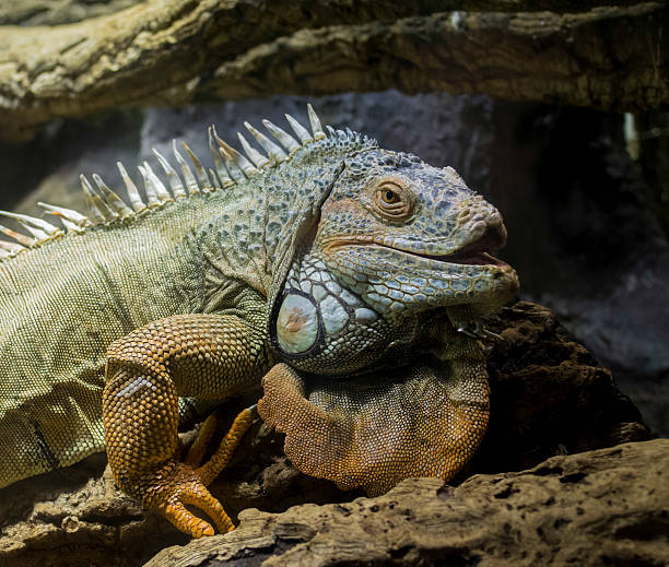 istock portrait of iguana head and leg 464934722